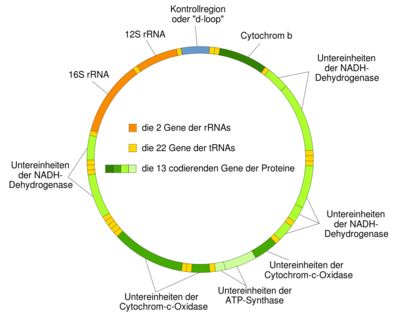 1280px-Mitochondrial_DNA_de.svg.png