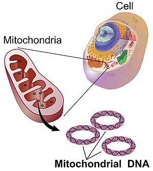 300px-Mitochondrial_DNA_lg.jpg