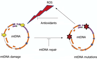 Vicious-cycle-of-reactive-oxygen-species-production-mitochondrial-DNA-damage.png