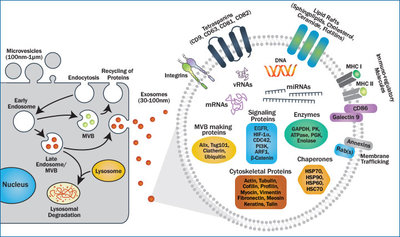 BiogenesisMolecular02.jpg (77.32 KiB) 70396 mal betrachtet BiogenesisMolecular02.jpg