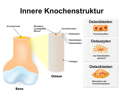 Knochenstruktur©Designua_shutterstock.jpg