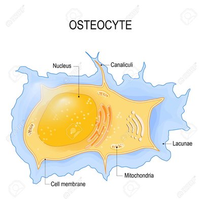 85255521-osteocyte-structure-of-bone-cell-vector-diagram.jpg