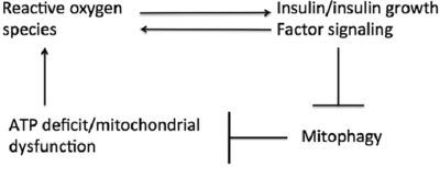 The-mitochondrial-death-spiral-Cellular-ATP-deficit-or-mitochondrial-dysfunction-causes.png (21.25 KiB) 76051 mal betrachtet The-mitochondrial-death-spiral-Cellular-ATP-deficit-or-mitochondrial-dysfunction-causes.png