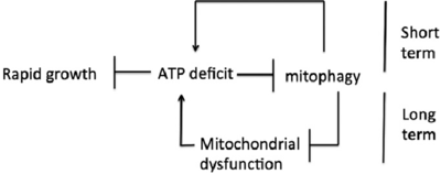 Short-term-and-long-term-effects-of-impaired-mitophagy-An-ATP-deficit-impairs-mitophagy.png (24.23 KiB) 62487 mal betrachtet Short-term-and-long-term-effects-of-impaired-mitophagy-An-ATP-deficit-impairs-mitophagy.png