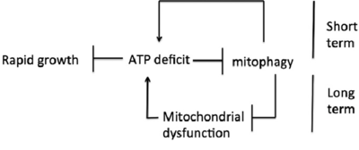 Short-term-and-long-term-effects-of-impaired-mitophagy-An-ATP-deficit-impairs-mitophagy.png