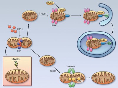F3.large.jpg (110.2 KiB) 186641 mal betrachtet F3.large.jpg