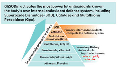 superoxide-dismutase-SOD-can-reduce-stress-boost-body-antioxidant-defense-by-reducing-cellular-damage.jpg